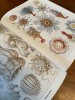 Art Forms in Nature: Prints of Ernst Haeckel